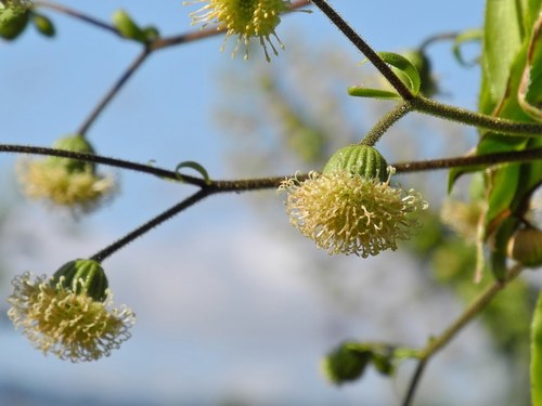 Wilkesia gymnoxiphium