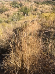 Elionurus barbiculmis