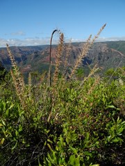Eragrostis variabilis