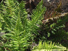 Pityrogramma austroamericana