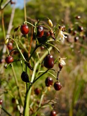 Dianella sandwicensis