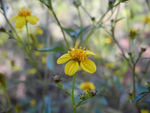 shrubland beggarticks (Bidens sandvicensis ssp. confusa)