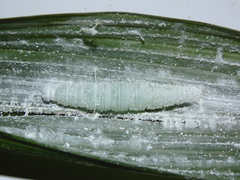 Thracides cleanthes