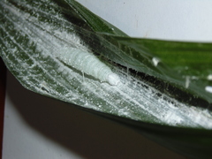 Thracides cleanthes
