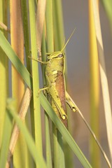 Schistocerca alutacea