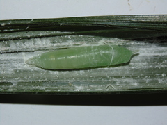 Thracides cleanthes