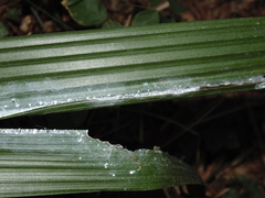 Thracides cleanthes