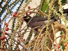 Acridotheres tristis
