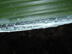 Thracides cleanthes