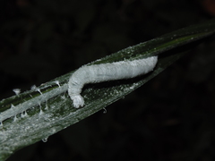 Thracides cleanthes