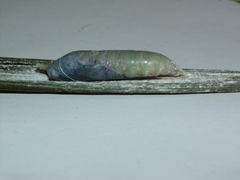 Thracides cleanthes