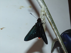 Thracides cleanthes