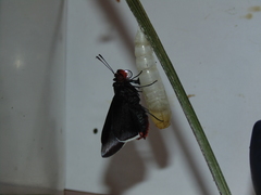 Thracides cleanthes