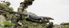 Varanus salvator