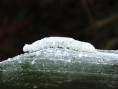 Thracides cleanthes