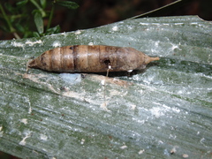 Thracides cleanthes