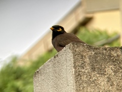 Acridotheres tristis