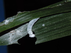 Thracides cleanthes
