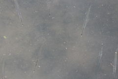 Zenarchopterus buffonis