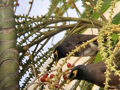 Acridotheres tristis