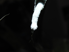 Thracides cleanthes