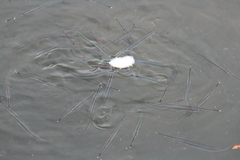 Zenarchopterus buffonis