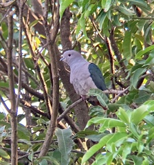 Ducula aenea