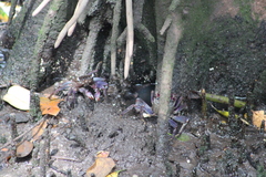 Episesarma palawanense