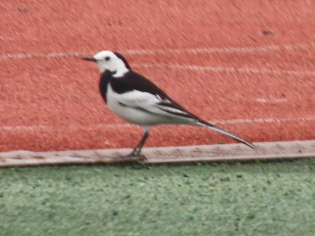 Amur Wagtail