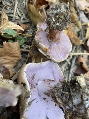 Cortinarius argenteopileatus