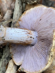 Cortinarius argenteopileatus