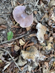 Cortinarius argenteopileatus