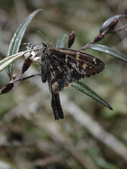 Thorybes dorantes dorantes