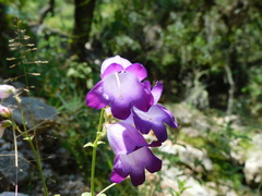 Penstemon potosinus