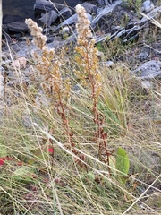 Solidago pallida