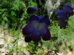 Penstemon potosinus