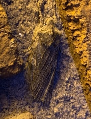 Lithophane laticinerea