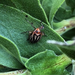 Phylloscelis atra