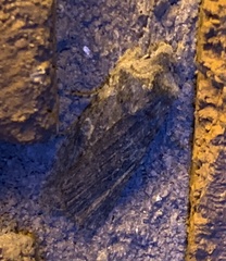 Lithophane laticinerea