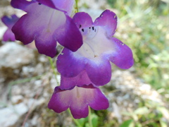 Penstemon potosinus