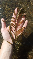 Potamogeton robbinsii
