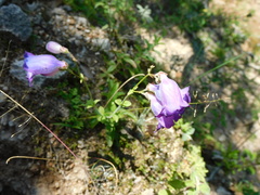 Penstemon potosinus