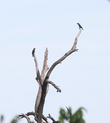 Deroptyus accipitrinus