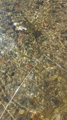 Potamogeton robbinsii