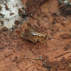 Pristoceuthophilus arizonae