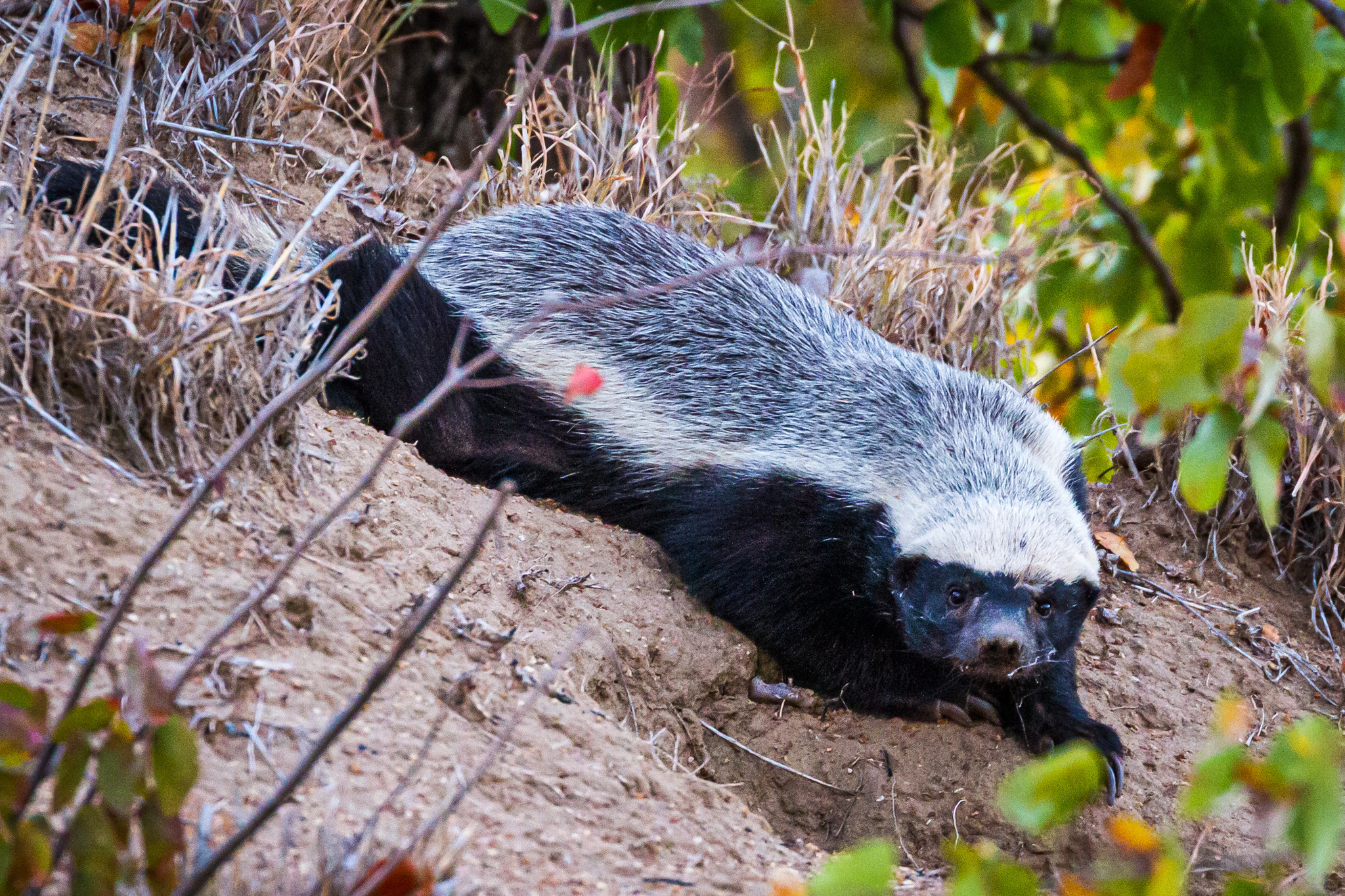 Ratel de África Austral (Subespecie Mellivora capensis capensis) ·  iNaturalist Ecuador, image size:2048x1365