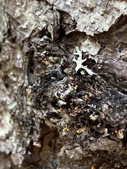 Eustilbum aureum