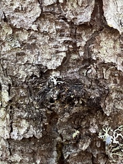 Eustilbum aureum