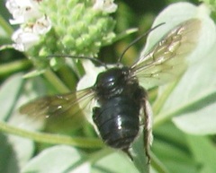 Melissodes bimaculatus