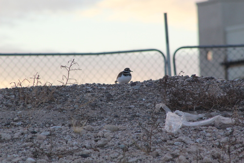 Killdeer photographed in Arizona